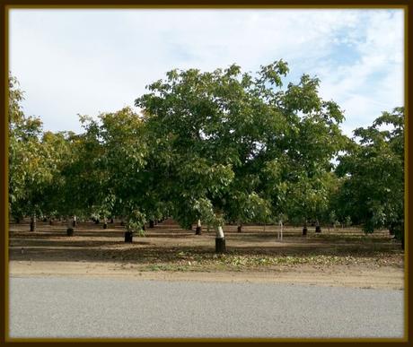 walnut_trees