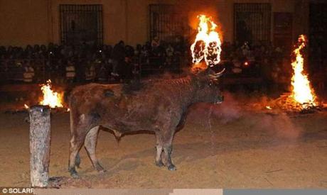 Toro Jubilo, the burning of the bull ~ plight of animals in India says !!!