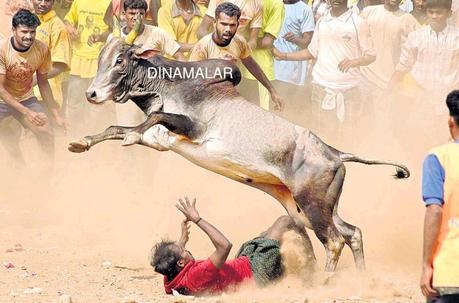 Toro Jubilo, the burning of the bull ~ plight of animals in India says !!!