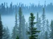Boreal Forest Edge Climate-change Tipping Point