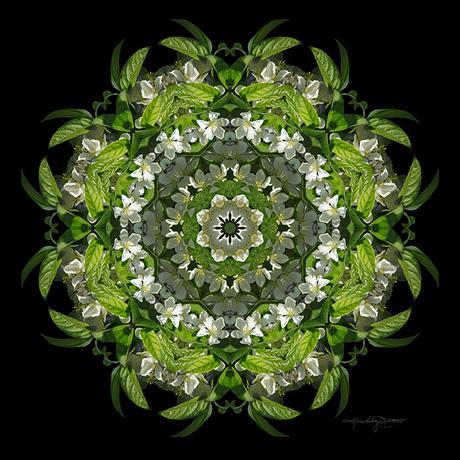 Inspired Action Flower Mandala