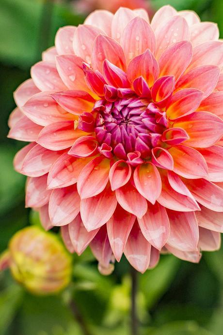 Jitterbug dahlia.