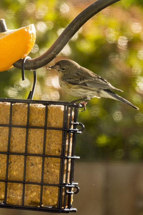 Junco.