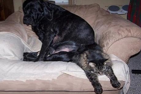 Top 10 Big Bully Dogs Picking on Cats
