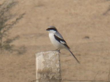 The Birds of Bikaner, Rajasthan