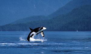 Big oil v orcas: Canadians fight pipeline that threatens killer whales on the brink
