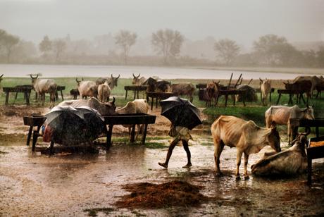 All Creatures Great and Small