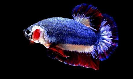 Siamese fighter fish with Thai flag looks sells a fortune in online auction