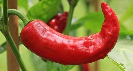 Chili Pepper