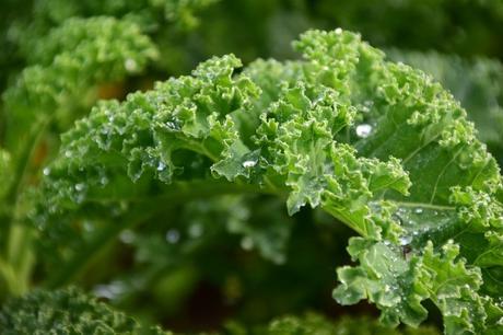 Leafy greens - kale