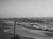 Forgotten Victorian Craze Collecting Seaweed, Other Biblical Thoughts Women's Roles