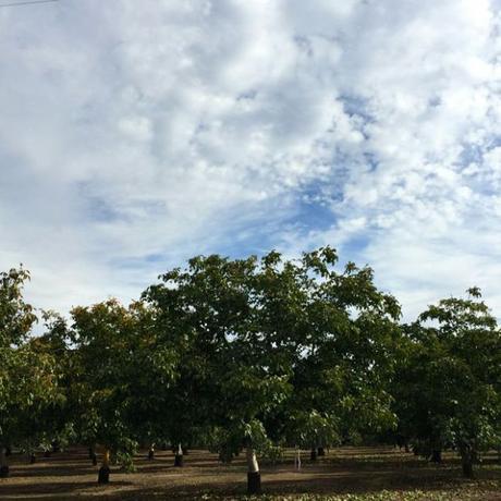 walnut trees