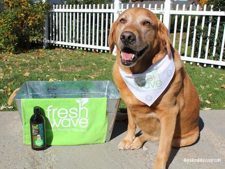 fresh wave odor removing dog shampoo gets the skunk smell out