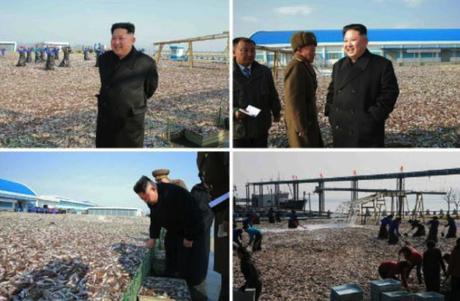 Photos of Kim Jong Un's visit to the January 8 Fishery Station which appeared on the top left of page 4 of the November 17, 2016 edition of the WPK daily organ Rodong Sinmun (Photos: KCNA/Rodong Sinmun).