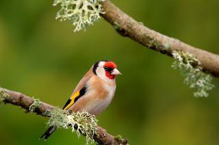 Scotland’s woodland birds up two-thirds overall since 1994