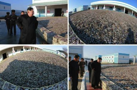 Kim Jong Un tours the August 25 Fishery Station in photos which appeared on the bottom-right of the front page of the November 20, 2016 edition of the WPK daily newspaper Rodong Sinmun (Photos: KCNA/Rodong Sinmun).