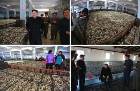 Kim Jong Un tours the salt fish preparation and storage areas in photos which appeared top-left of page 2 of the November 20, 2016 edition of the WPK daily organ, Rodong Sinmun (Photos: Rodong Sinmun/KCNA).