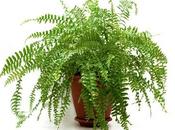 Plant Decoration 101: Best Potted Plants Decorate Your Patio Pergola