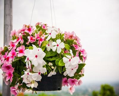 best-potted-plants-for-patio-hanging-plants-and-flowers