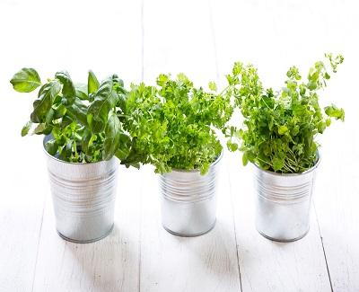 best-potted-planst-for-patio-herbs