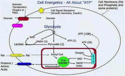 Obesity – Solving the Two-Compartment Problem