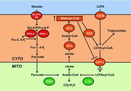 Obesity – Solving the Two-Compartment Problem