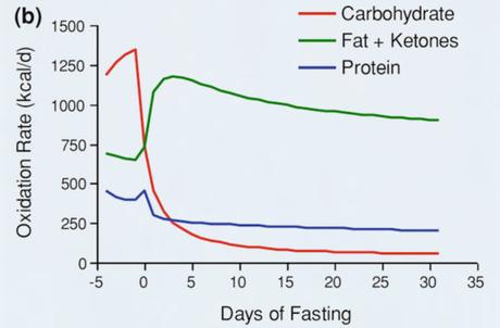 Obesity – Solving the Two-Compartment Problem