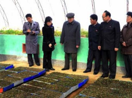 SPA Presidium President Kim Yo'ng-nam is briefed about sapling cultivation at a Forest Management Station Nursery in Chungsan County, South P'yo'ngan Province in a photo which appeared on the bottom left of page 2 of the November 22, 2016 edition of the WPK daily newspaper Rodong Sinmun (Photo: Rodong Sinmun).