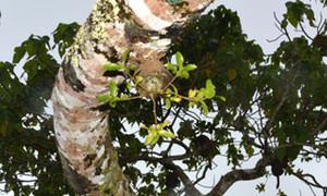 Ants behave as mini farmers in Fiji