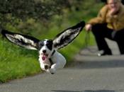 Perfectly Captured Superhero Flying Dogs