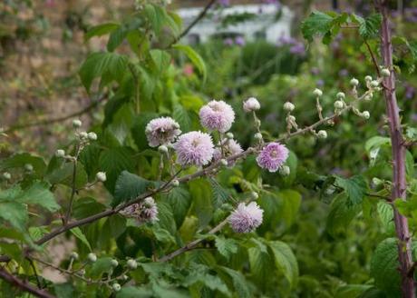 rubus-ulmifolius-bellidiflorus