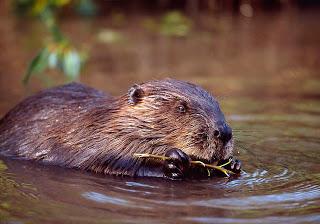 Beavers – unique opportunity for the Scottish Highlands