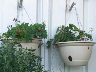 The early morning gardener