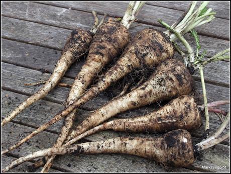 Parsnips - some very mixed results