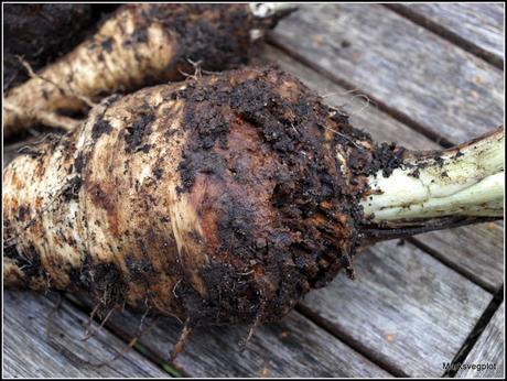 Parsnips - some very mixed results