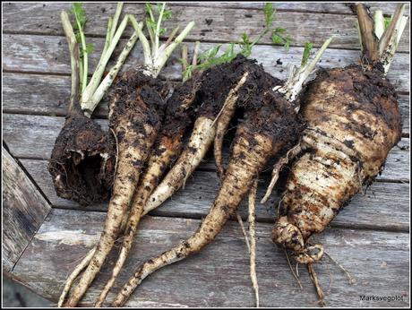 Parsnips - some very mixed results