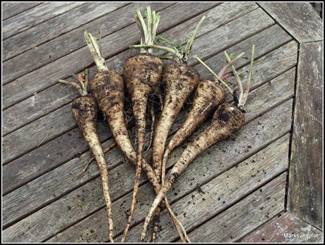 Parsnips - some very mixed results