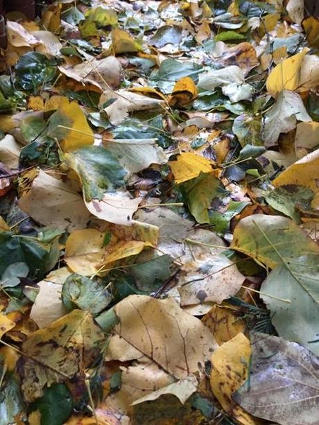 leaves-on-ground