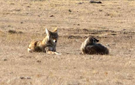 Why coyotes and badgers hunt together