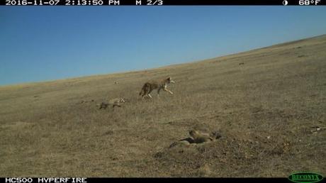 Why coyotes and badgers hunt together