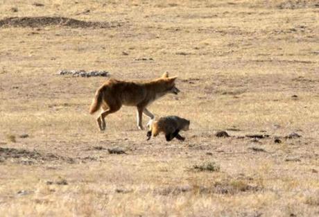 Why coyotes and badgers hunt together