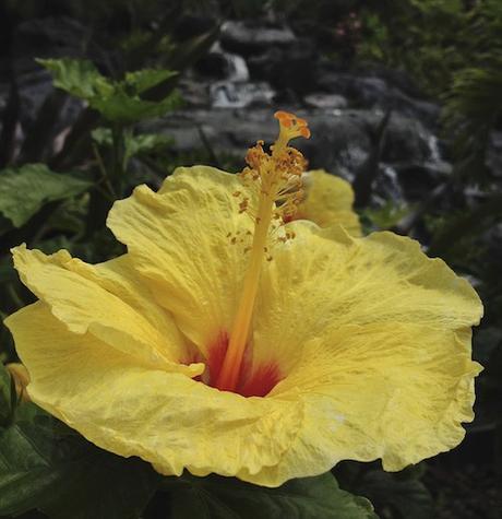 Yellow Hibiscus with Waterfall © lynette sheppard