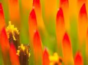 Five Haiku Poem: Sharp Petals