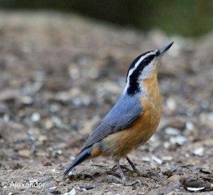 Red-breasted Nuthatch, California