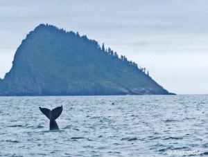 Kenai, Humpback Whale