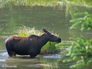 Kenai Peninsula, Alaska, Moose
