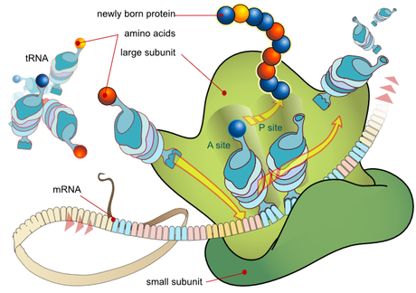 protein translation