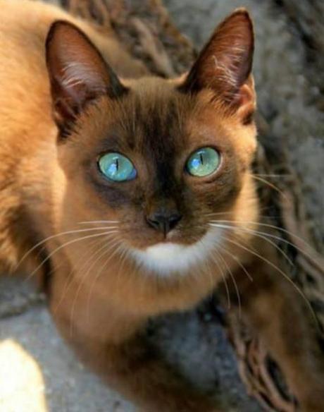 The Worlds Most Beautiful Cat
