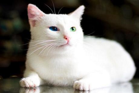Top 10 Picture Purrfect & Totally Photogenic Beautiful Cats