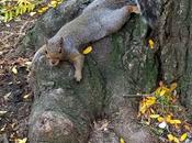 Squirrel Yoga